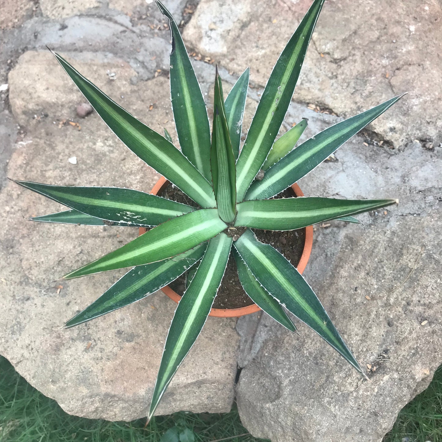  Agave Xylonacantha Mediopicta Plant