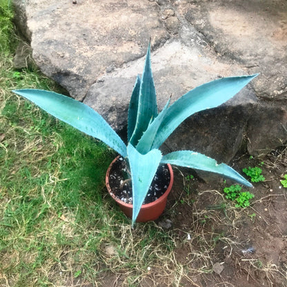  Agave Americana Plant