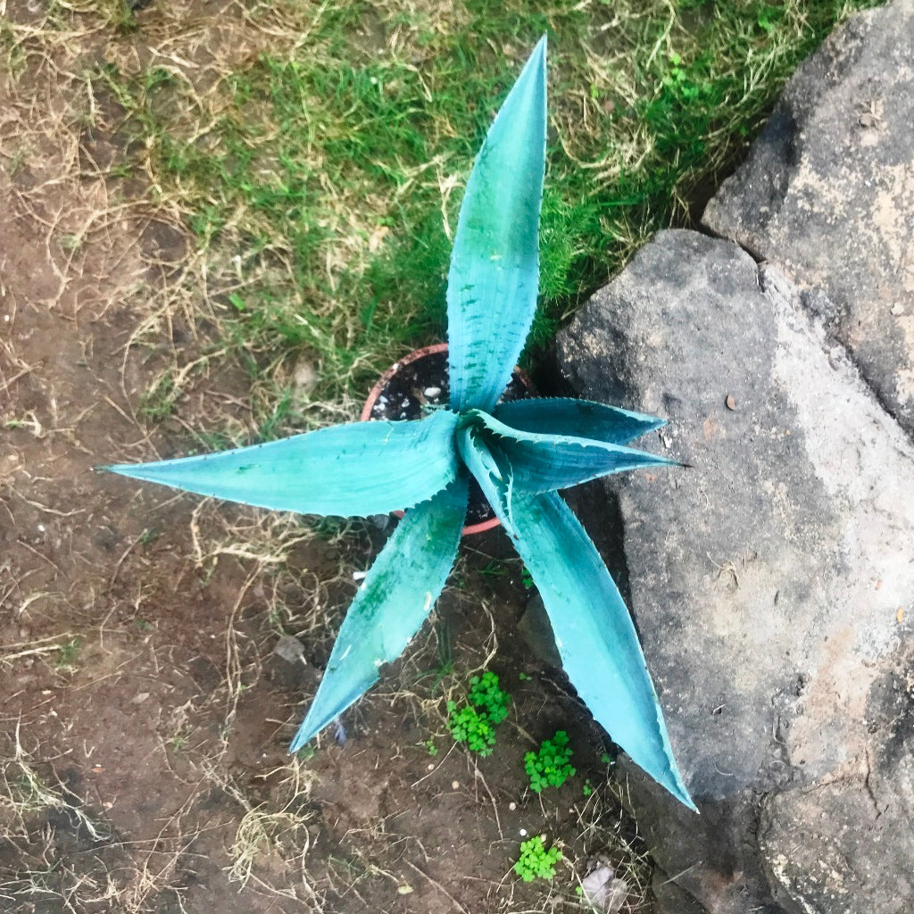  Agave Americana Plant