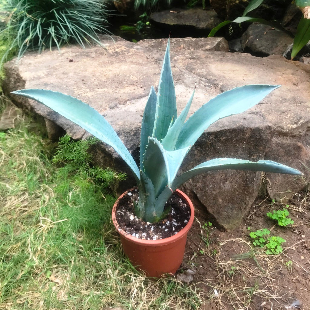  Agave Americana Plant