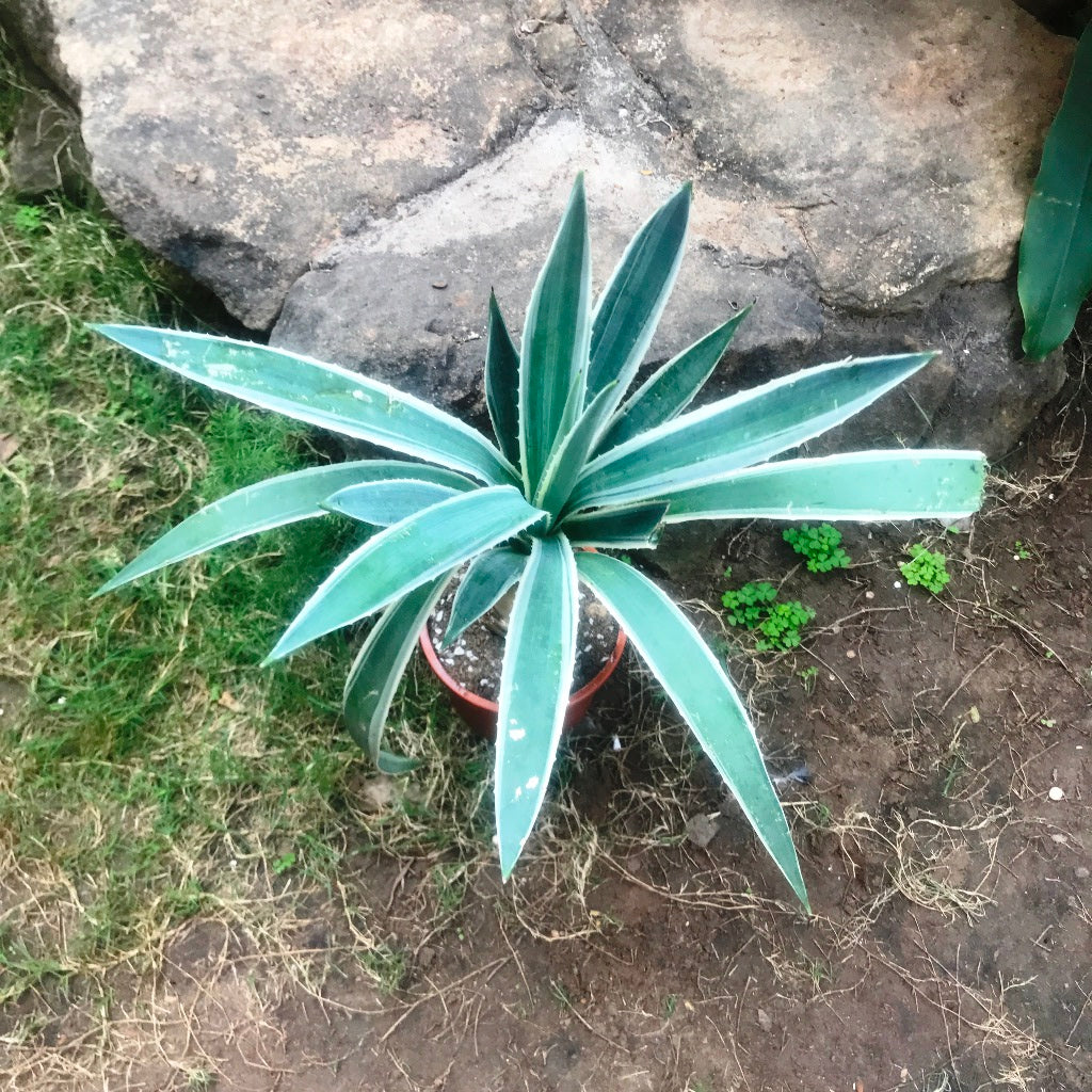  Agave Angustifolia Marginata Cactus Plant