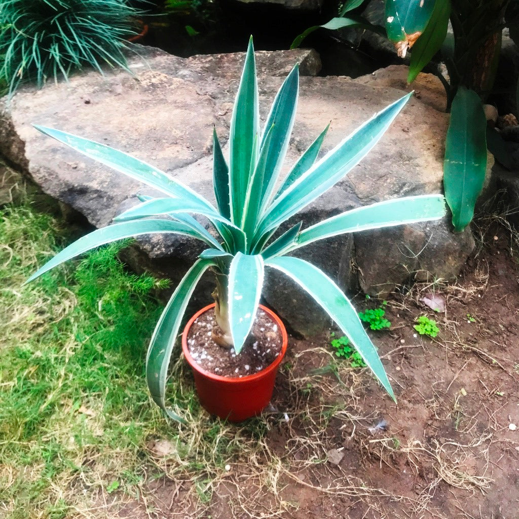  Agave Angustifolia Marginata Cactus Plant