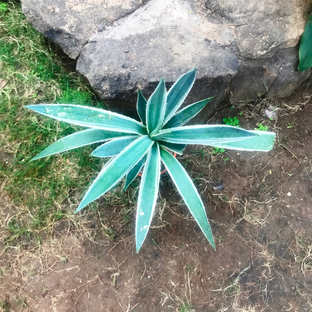 Agave Angustifolia Marginata Cactus Plant