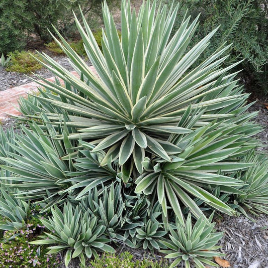  Agave Angustifolia Marginata Cactus Plant