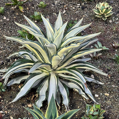  Agave Desmettiana Quicksilver Plant