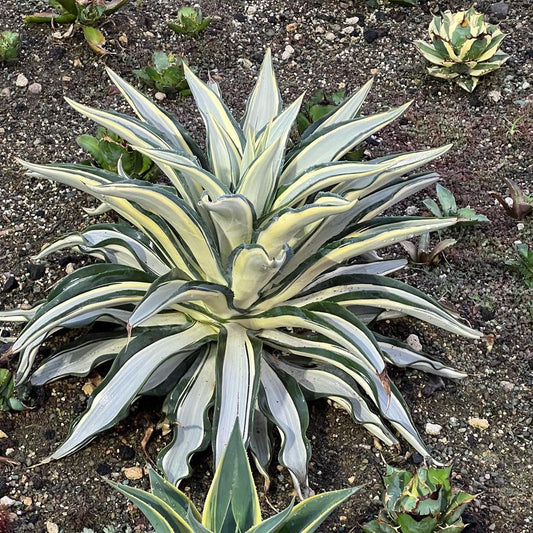  Agave Desmettiana Quicksilver Plant