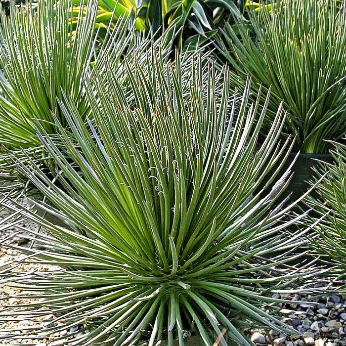  Agave Geminiflora Plant