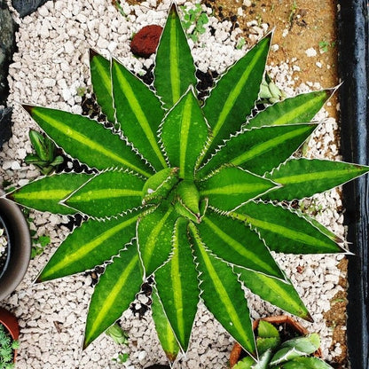  Agave Lophantha Splendida Plant
