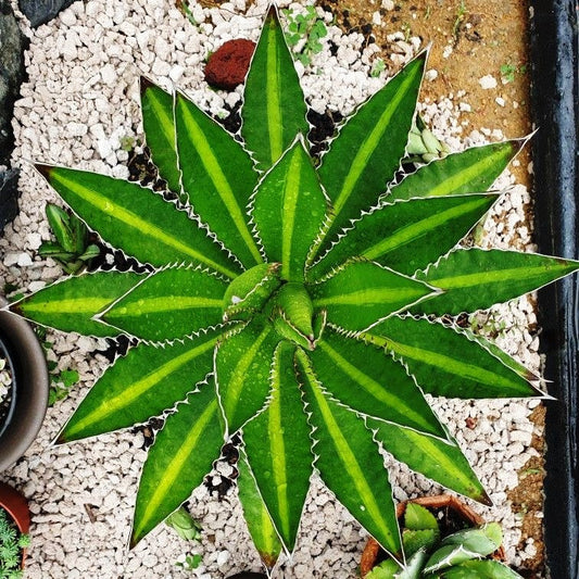  Agave Lophantha Splendida Plant