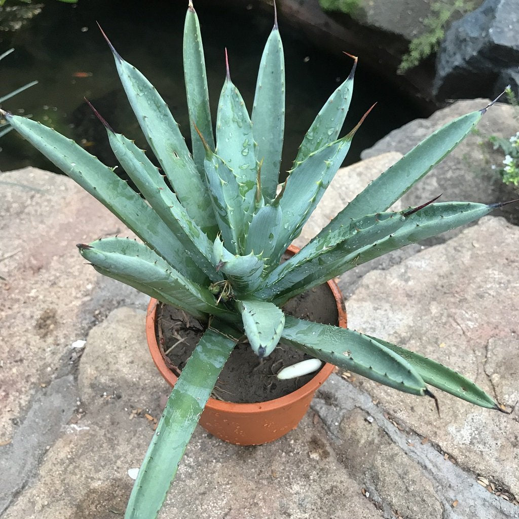  Agave Macroacantha Plant