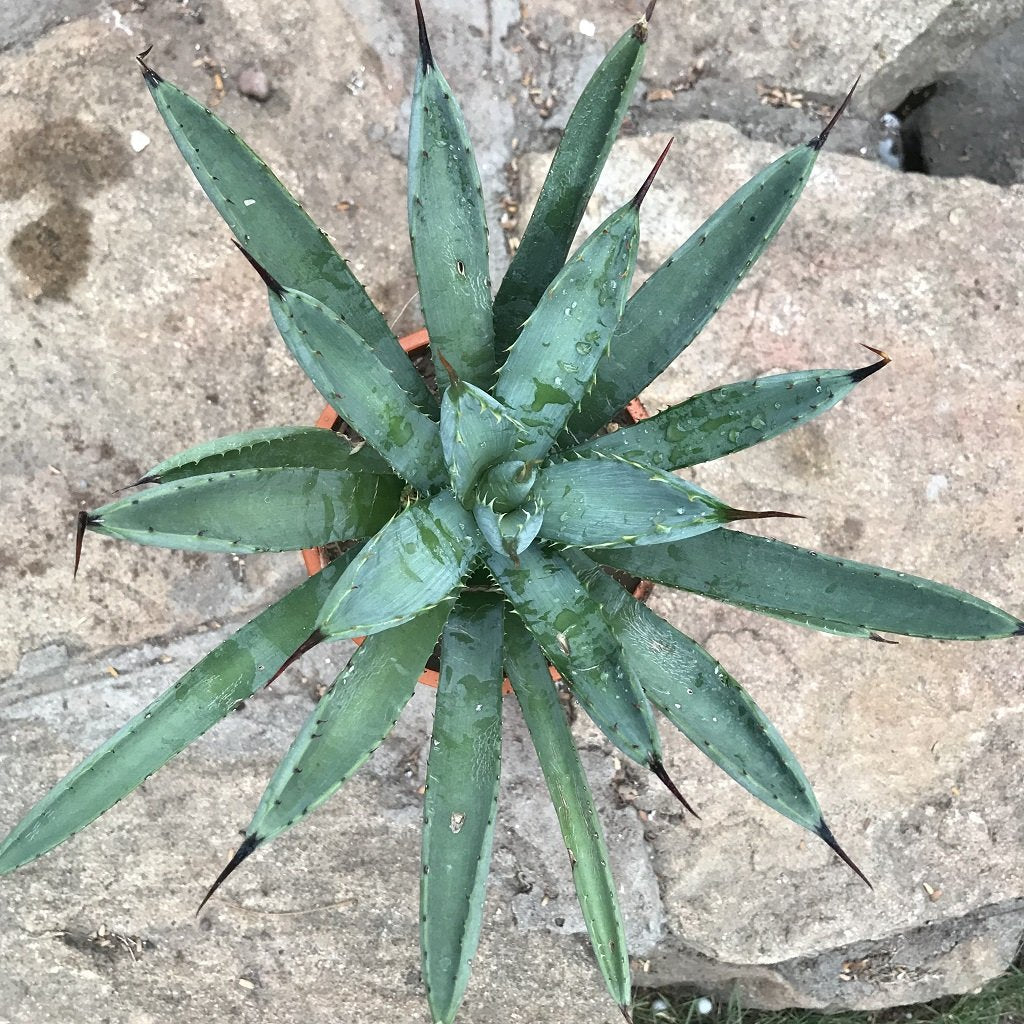  Agave Macroacantha Plant