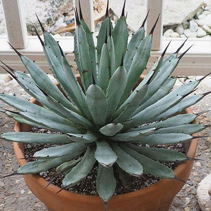  Agave Macroacantha Plant