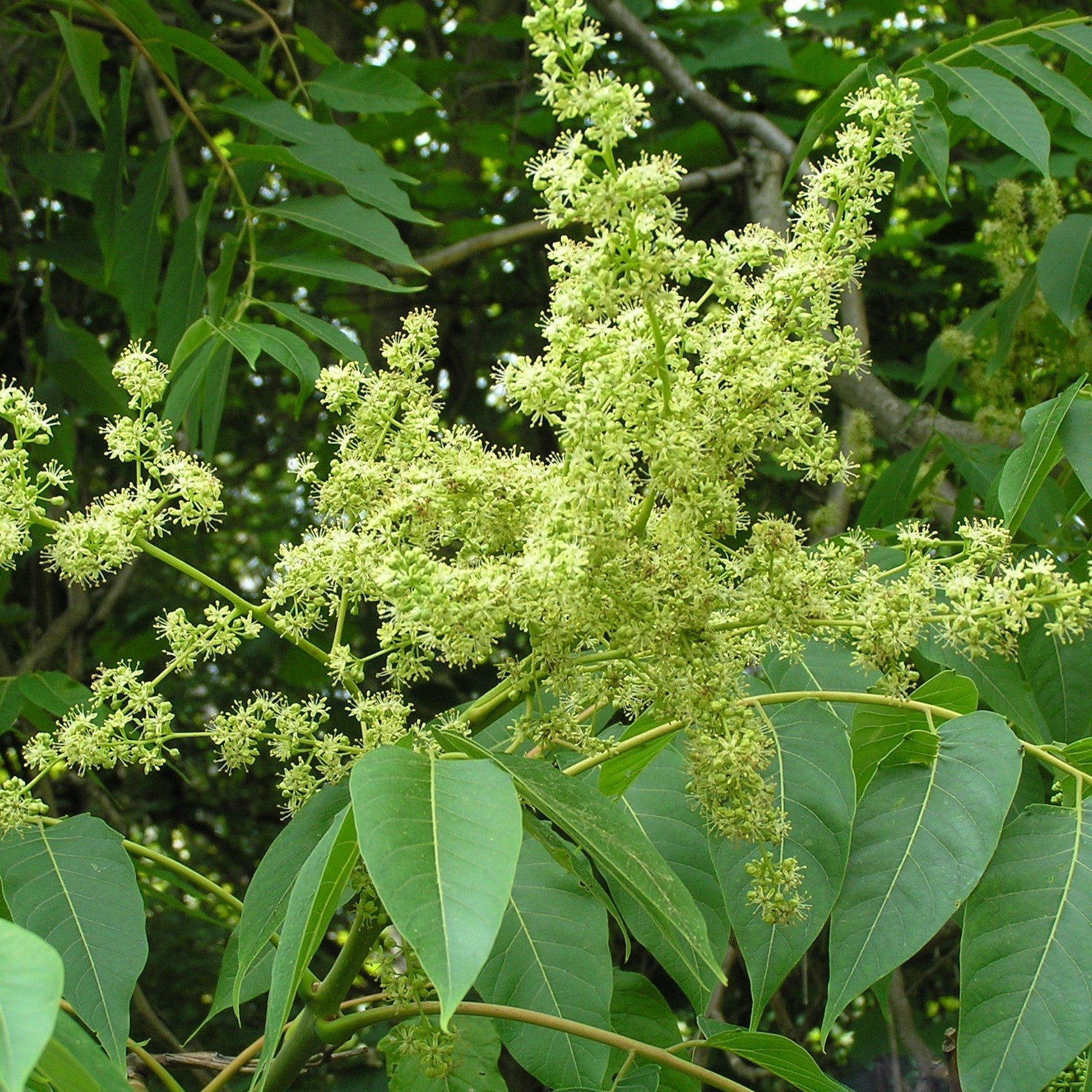  Ailanthus Excelsa - Ardusa