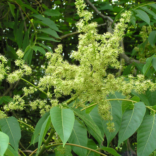  Ailanthus Excelsa - Ardusa