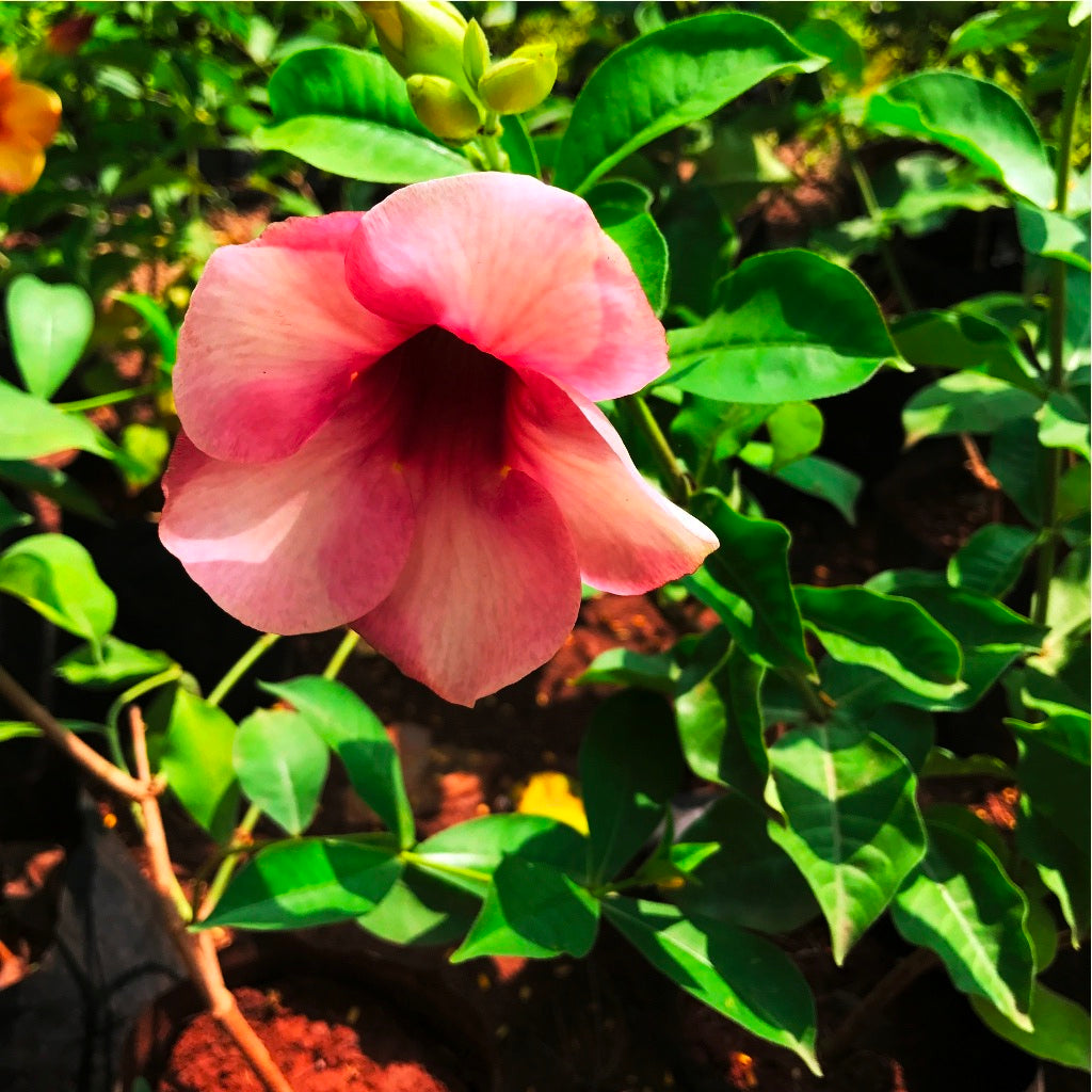  Allamanda Blanchetii Plant