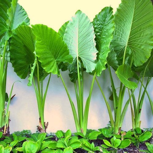  Alocasia Macrorrhizos Giant Taro Plant