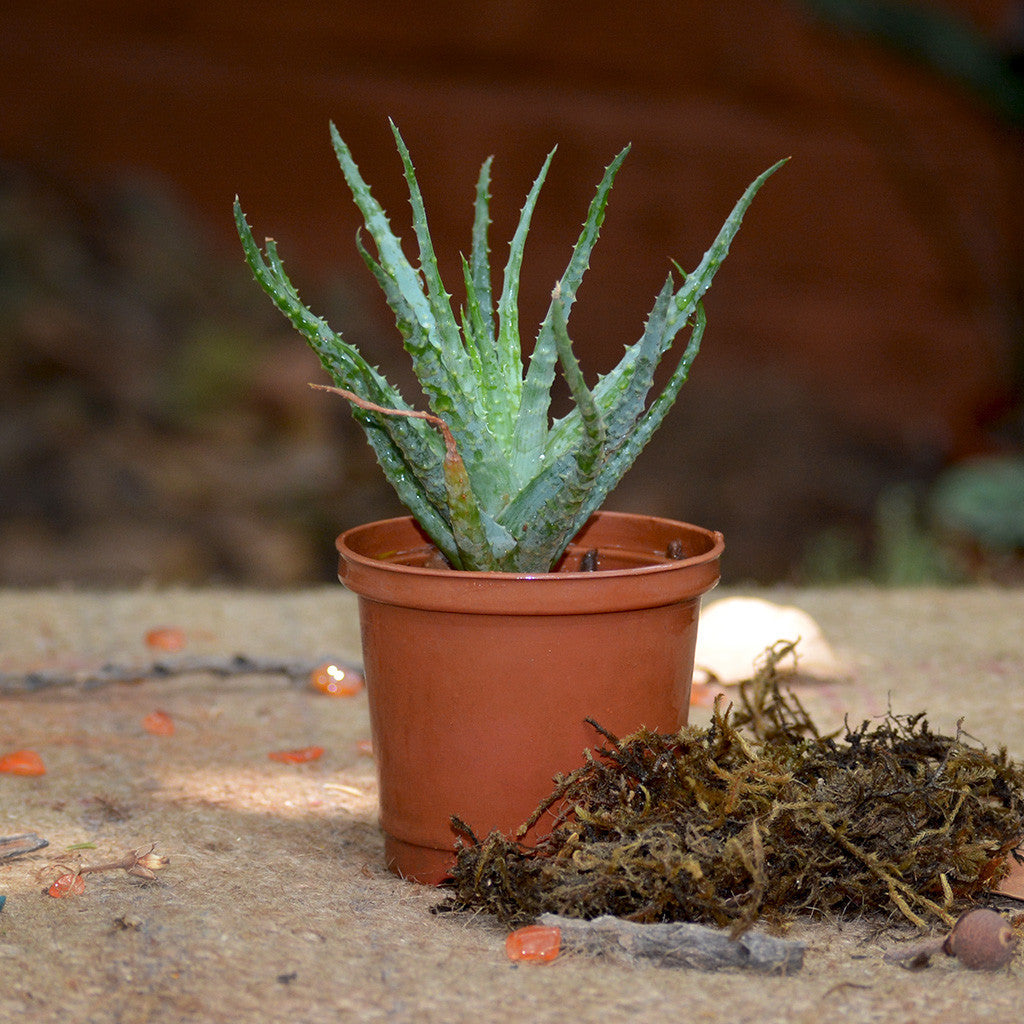  Aloe Humilis Succulent Plant