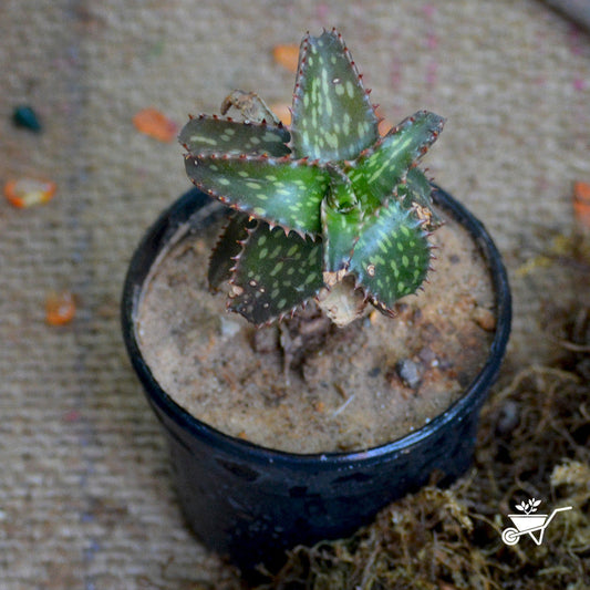  Aloe Jucunda Succulent Plant