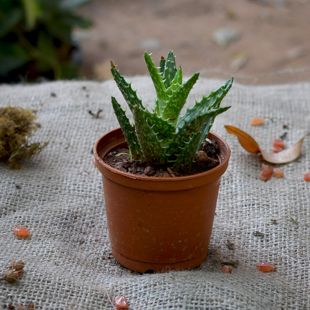  Aloe Juvenna Succulent Plant