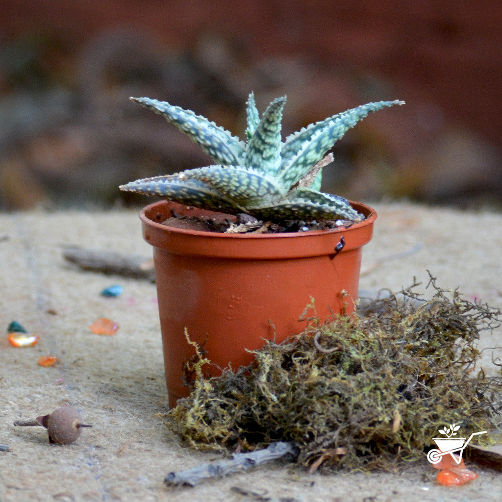  Aloe Silver Ridge Succulent Plant
