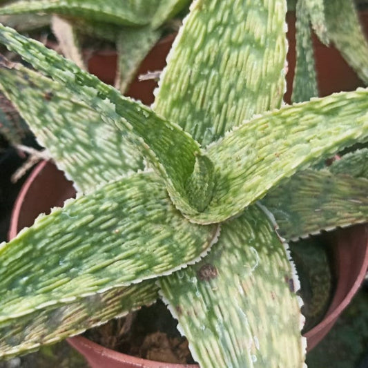  Aloe Silver Ridge Succulent Plant