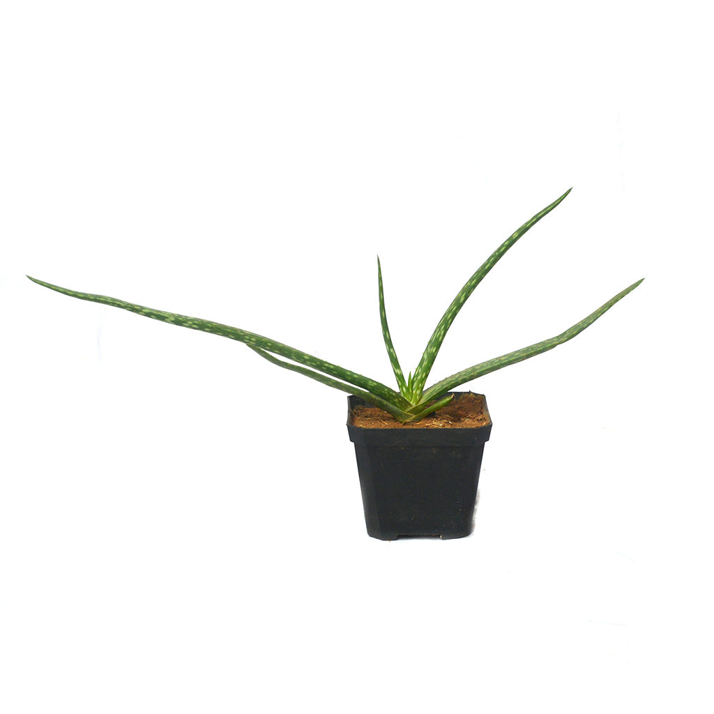  Aloe Vera Succulent Plant