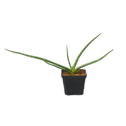  Aloe Vera Succulent Plant