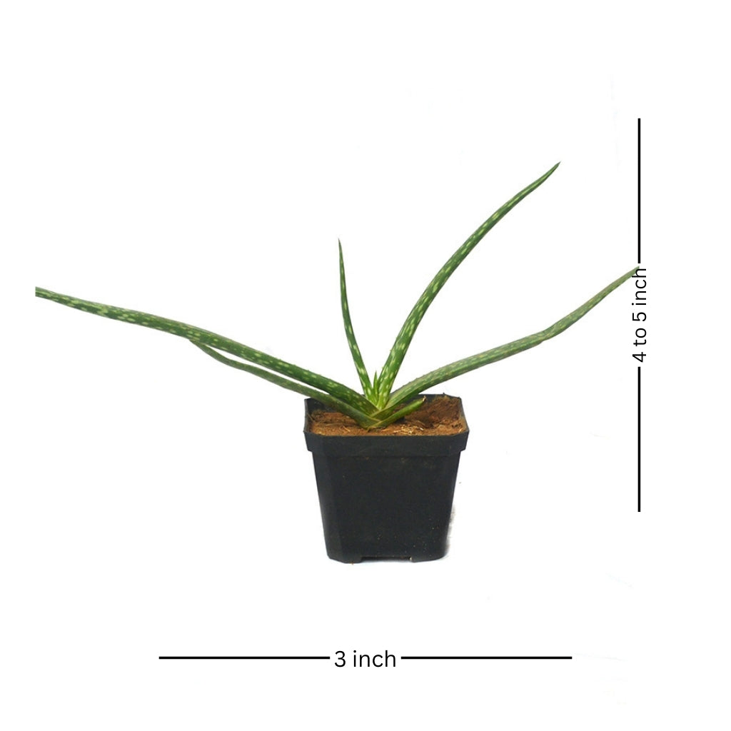  Aloe Vera Succulent Plant