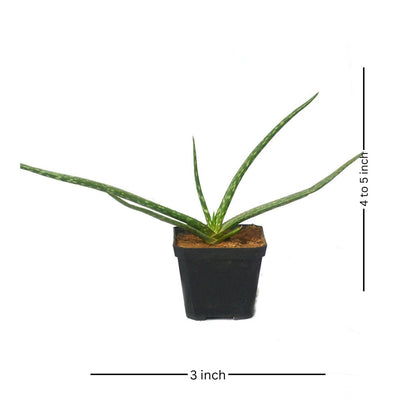  Aloe Vera Succulent Plant