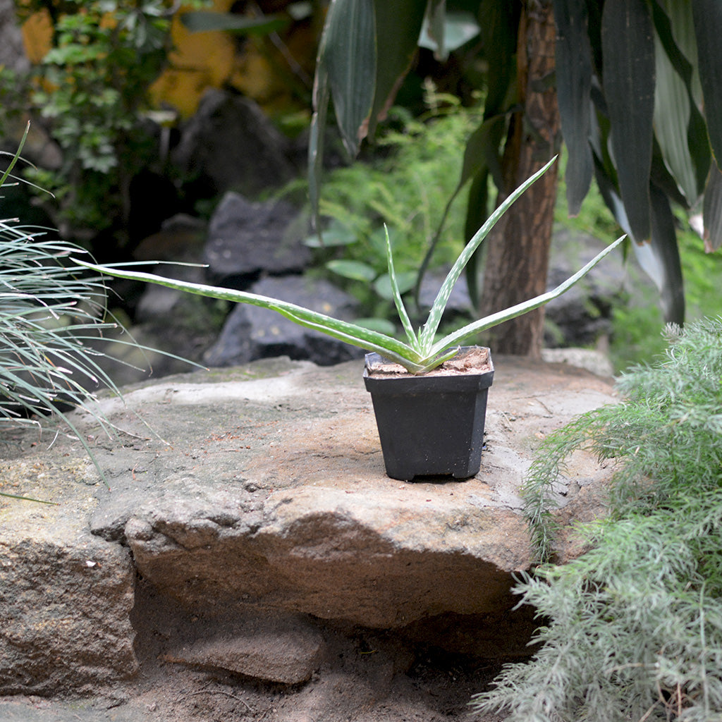  Aloe Vera Succulent Plant