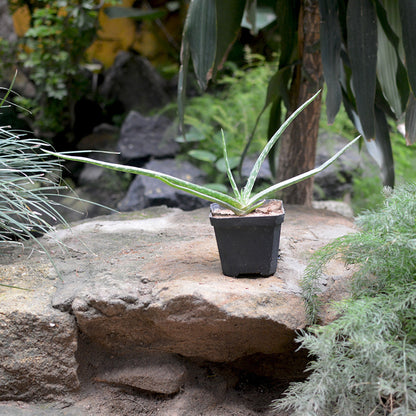  Aloe Vera Succulent Plant