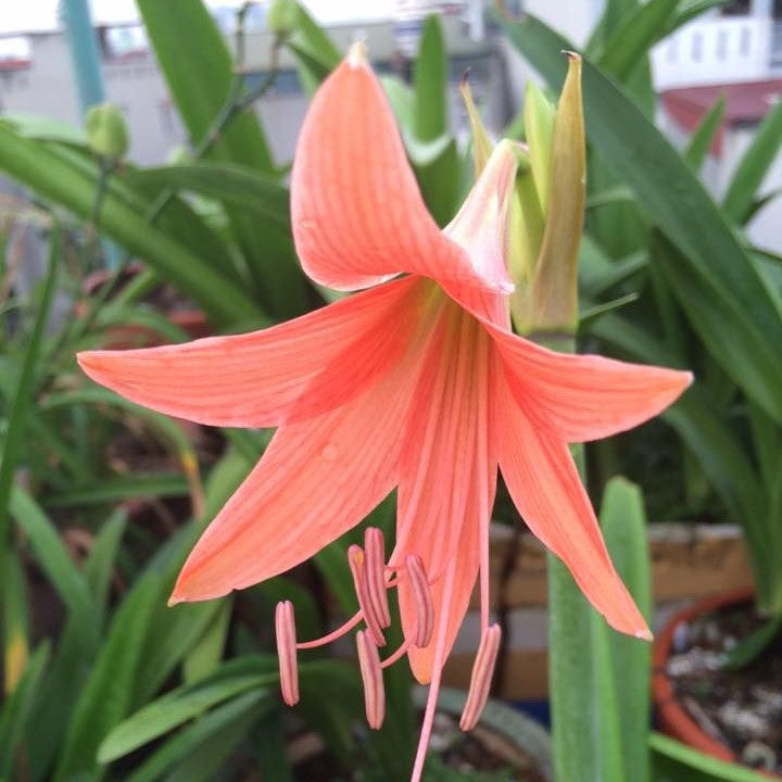  Amaryllis Hippeastrum Roseum (Bulbs)