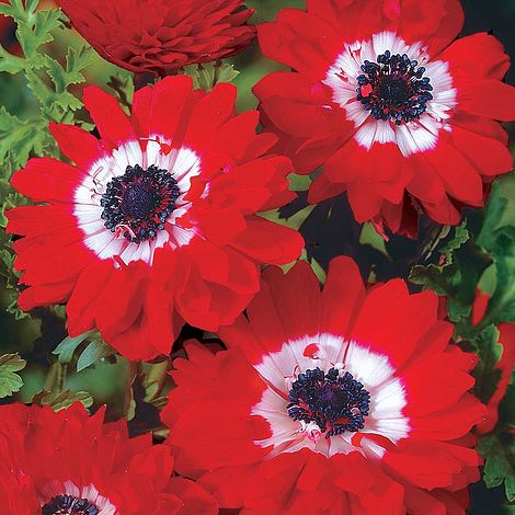  Anemone The Governor (Bulbs)