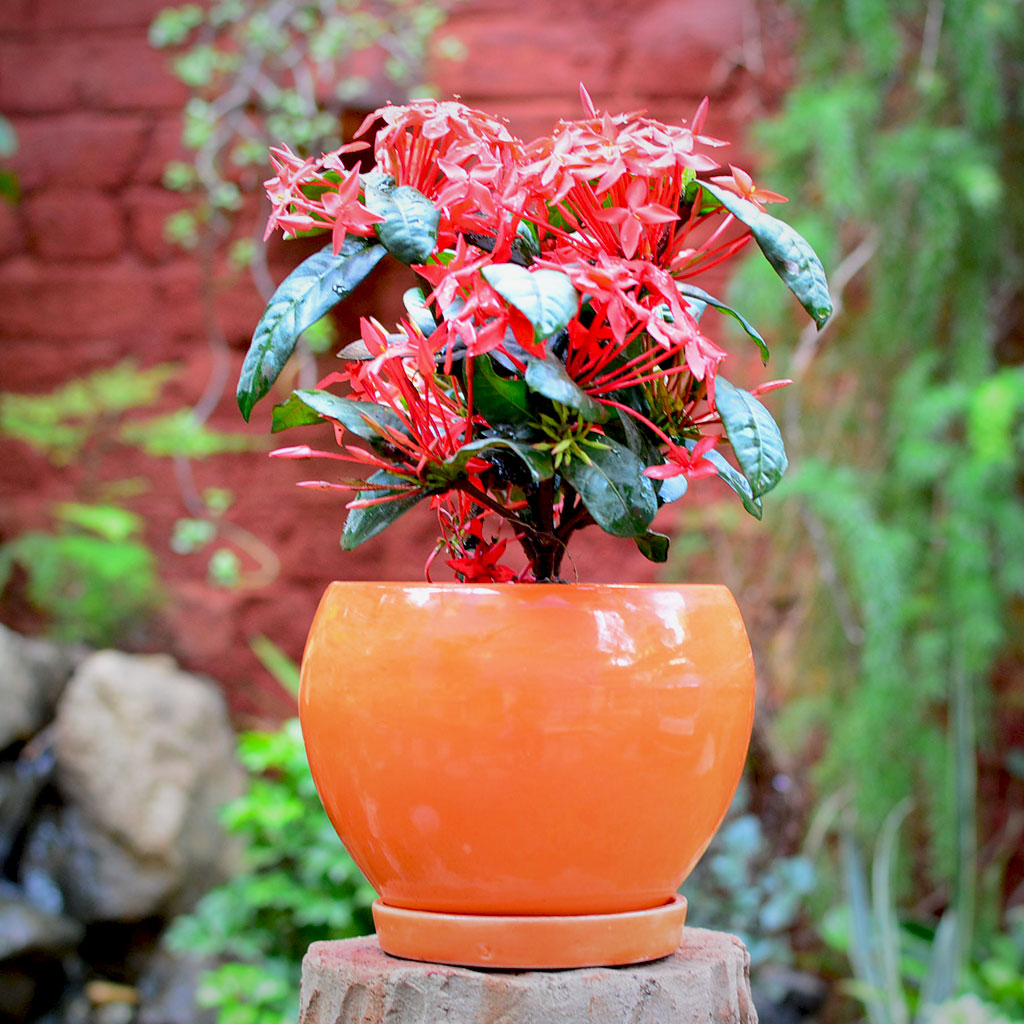  Pastel Apple Ceramic Pot With Tray