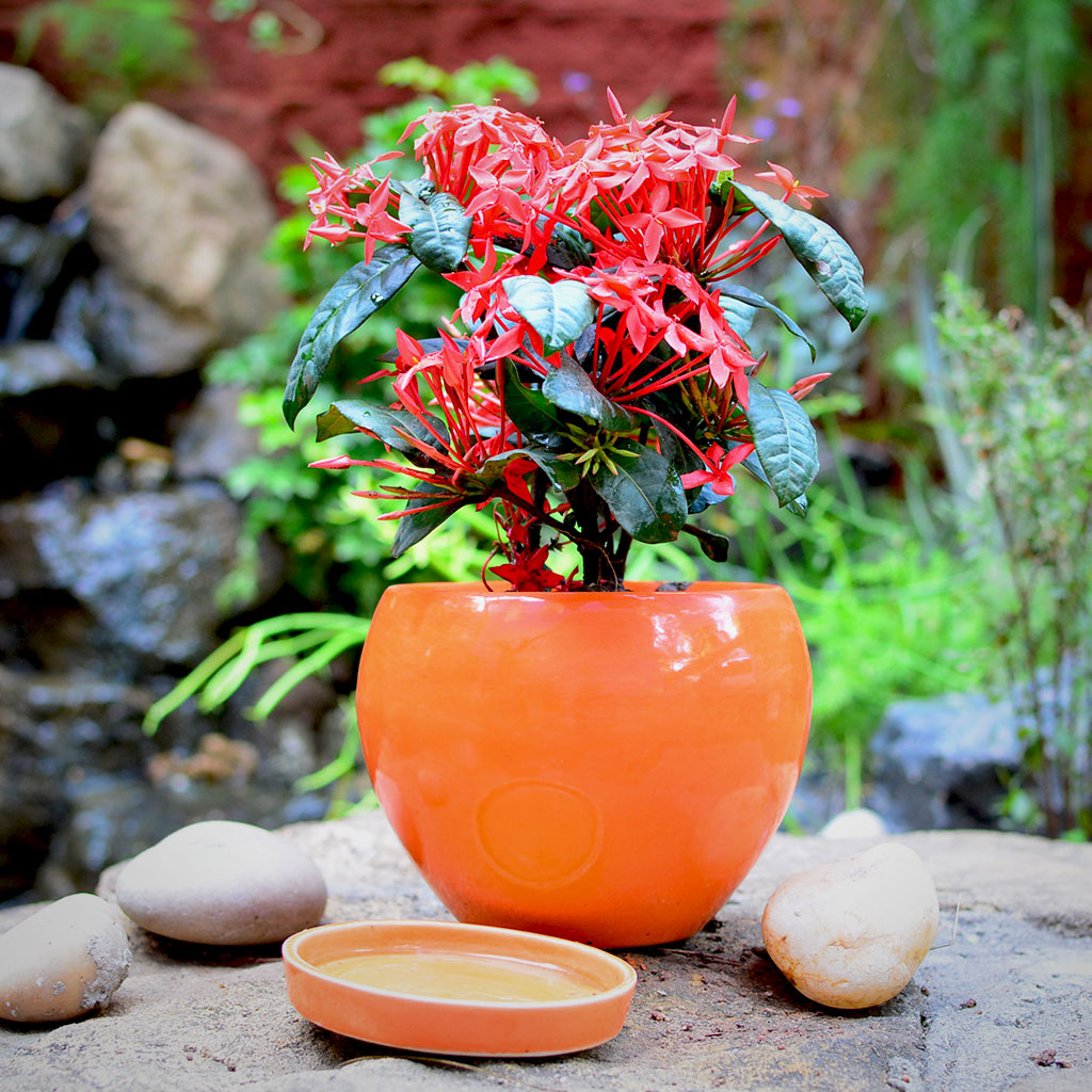  Pastel Apple Ceramic Pot With Tray