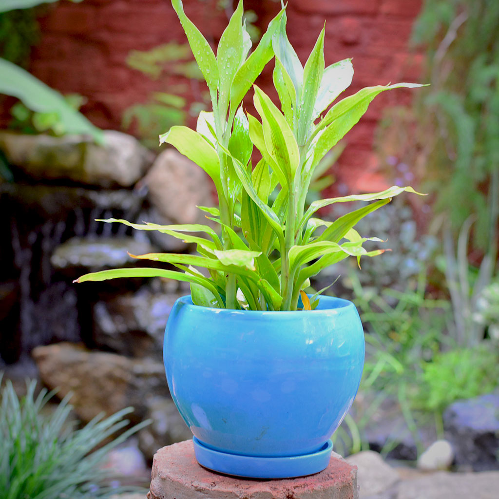  Pastel Apple Ceramic Pot With Tray