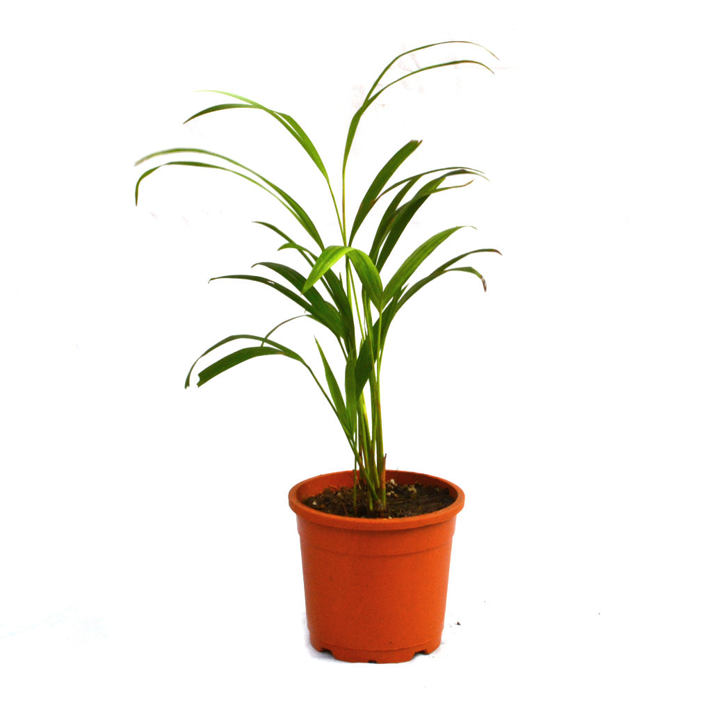 Areca Palm Plant