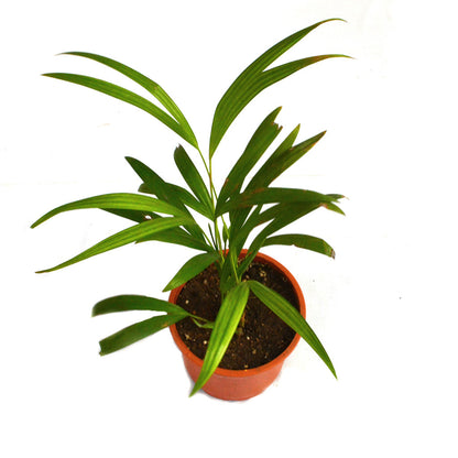  Areca Palm Plant