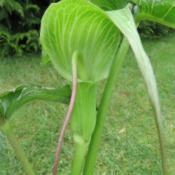  Arisaema Intermedium (Bulbs)