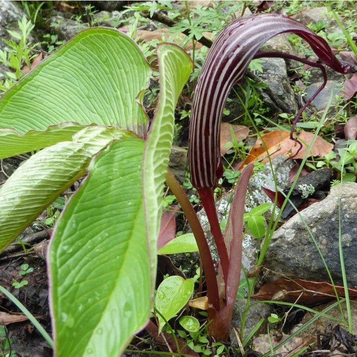  Arisaema Costatum (Bulbs)