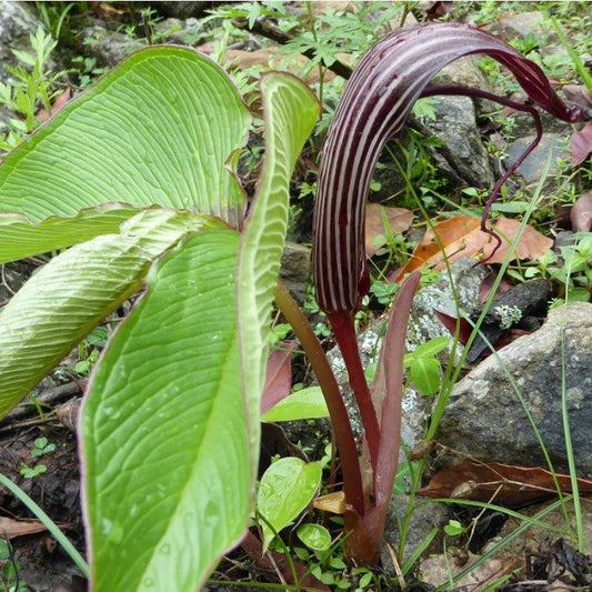  Arisaema Costatum (Bulbs)