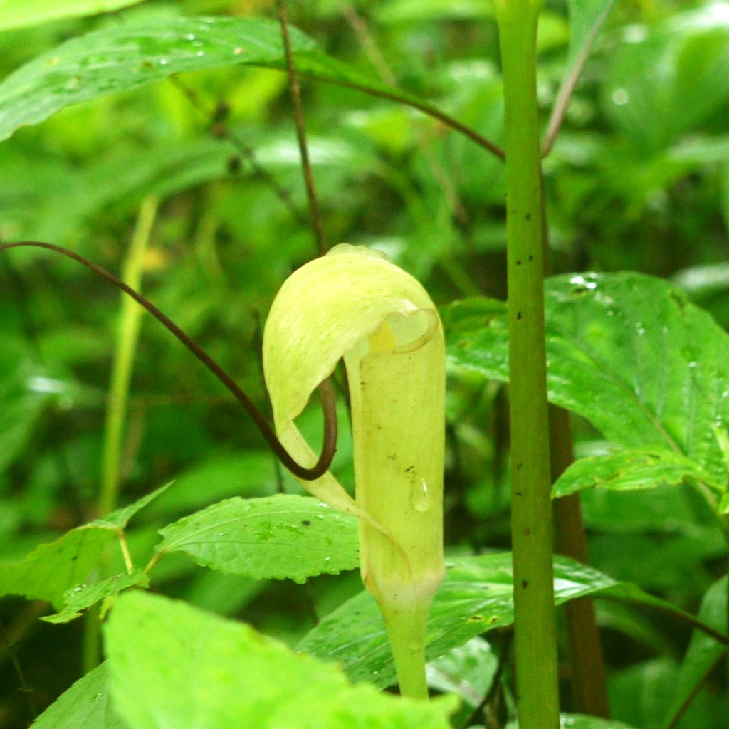  Arisaema Tortuosum (Bulbs)