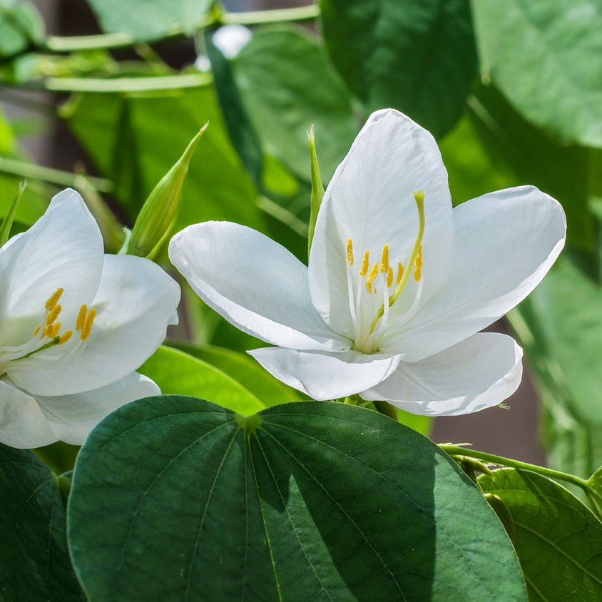  Bauhinia Acuminata Safed Kachnar Plant