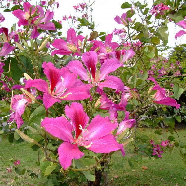  Bauhinia Purpurea Kachnar Plant