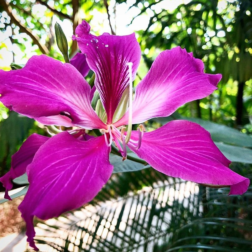  Bauhinia Purpurea Kachnar Plant
