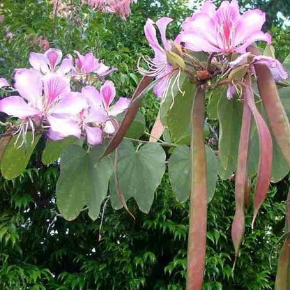  Bauhinia Variegata Kachnar Plant
