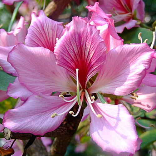  Bauhinia Variegata Kachnar Plant