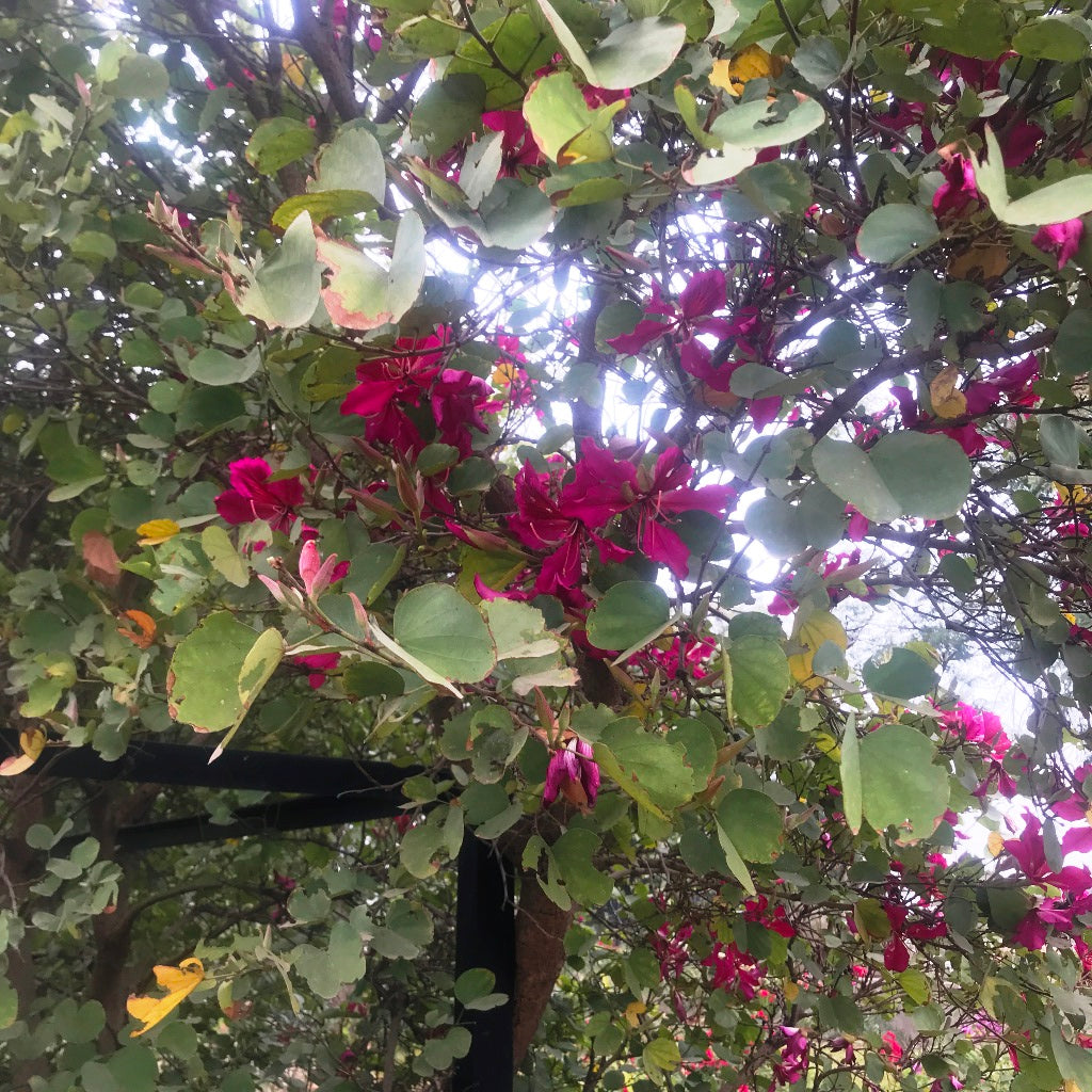  Bauhinia Blakeana Kachnar Plant