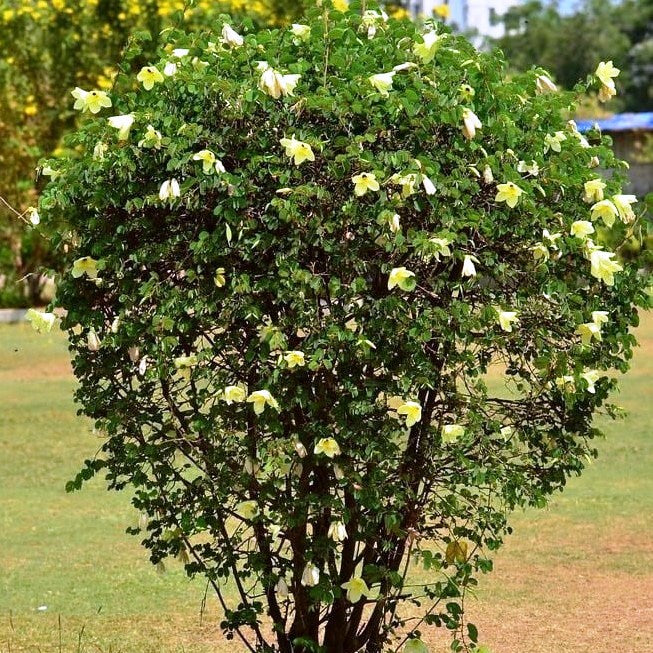  Bauhinia Tomentosa Kachnar Plant