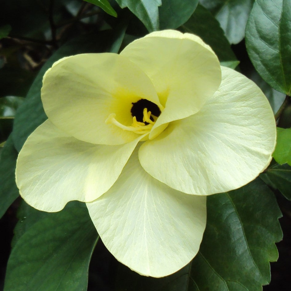  Bauhinia Tomentosa Kachnar Plant